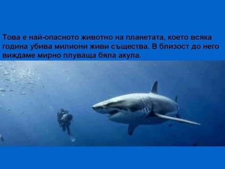 Най-опасното животно на планетата