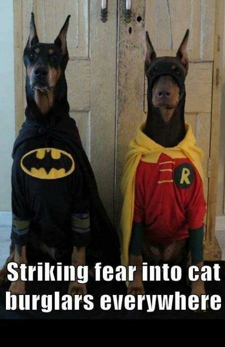 Батман и Робин на кучетата