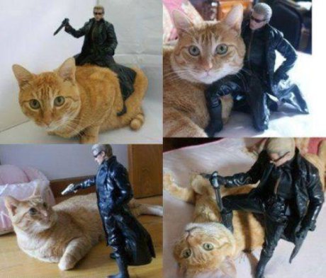 Внимавай, котенце!