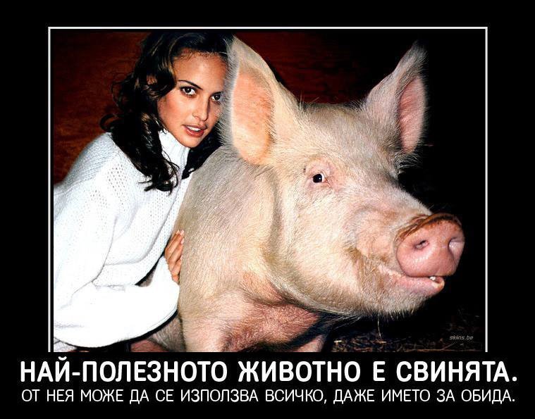 Факти за свинята