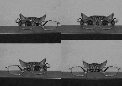 Коте и очила