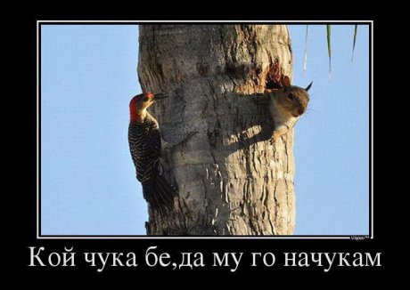 Кой чука?