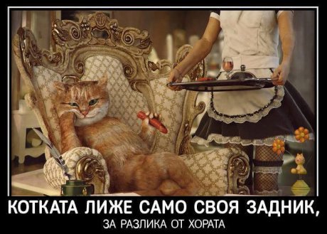 Котката знае