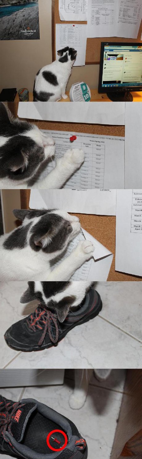 Котката крои нещо
