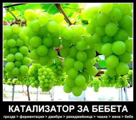 Катализатор за бебета