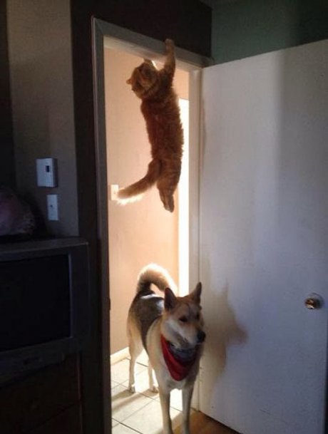 Къде се дяна тая котка